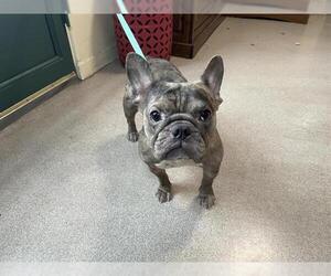 French Bulldog-Unknown Mix Dogs for adoption in Pasadena, CA, USA