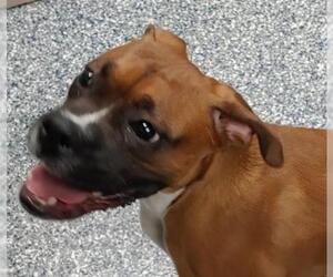 Boxer Dogs for adoption in Bemidji, MN, USA