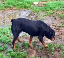 Rottweiler Dogs for adoption in Albany, OR, USA