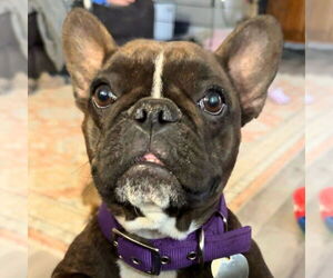 French Bulldog Dogs for adoption in Laramie, WY, USA
