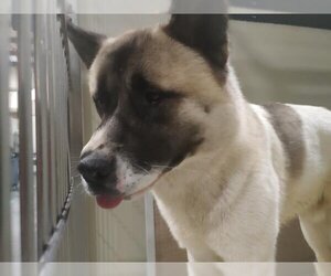 Akita Dogs for adoption in Bakersfield, CA, USA