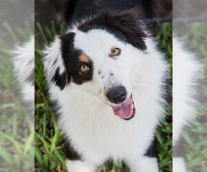 Australian Shepherd-Unknown Mix Dogs for adoption in Miami, FL, USA