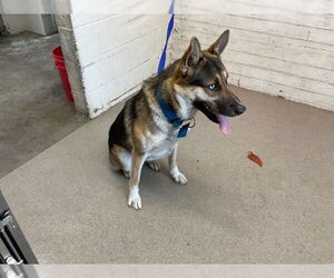 German Shepherd Dog-Unknown Mix Dogs for adoption in San Bernardino, CA, USA