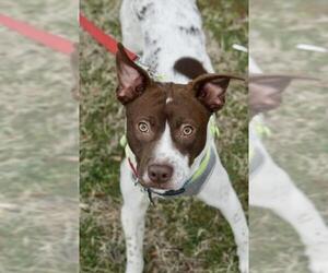 Pointer Dogs for adoption in Greenbelt, MD, USA
