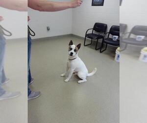 Boxita Dogs for adoption in Mt. Gilead, OH, USA
