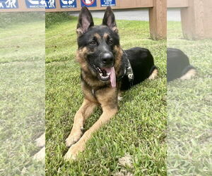 German Shepherd Dog Dogs for adoption in Spring Lake, NJ, USA