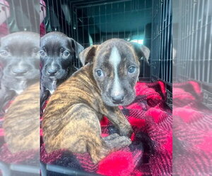 Labrador Retriever-Unknown Mix Dogs for adoption in Kannapolis, NC, USA