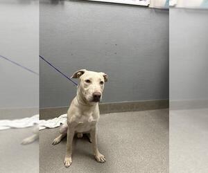 Labrador Retriever-Unknown Mix Dogs for adoption in Las Vegas, NV, USA