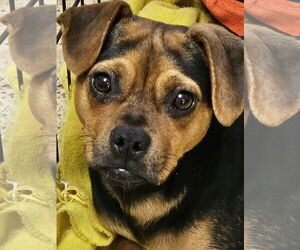 Puggle Dogs for adoption in Royal Palm Beach, FL, USA