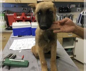 German Shepherd Dog Dogs for adoption in Riverside, CA, USA