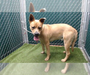 German Shepherd Dog-Unknown Mix Dogs for adoption in Downey, CA, USA