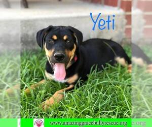 Rottweiler Dogs for adoption in Pensacola, FL, USA