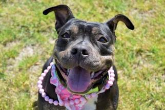 Staffordshire Bull Terrier-Unknown Mix Dogs for adoption in Virginia Beach, VA, USA