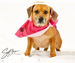 Dachshund-Unknown Mix Dogs for adoption in Brooklyn Center, MN, USA