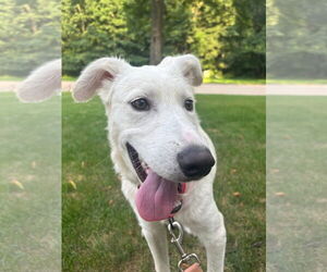 Great Pyrenees-Unknown Mix Dogs for adoption in New London, WI, USA