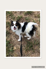 Papillon Dogs for adoption in Holly Springs, NC, USA