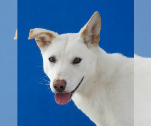 Siberian Husky-Unknown Mix Dogs for adoption in Pasadena, CA, USA