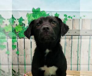 Border-Aussie Dogs for adoption in Wetumpka, AL, USA