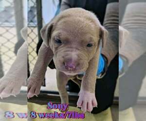 Mutt Dogs for adoption in Woodbury, NY, USA