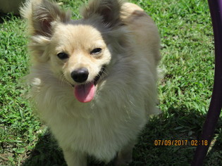 Pomeranian-Unknown Mix Dogs for adoption in Ashland, VA, USA