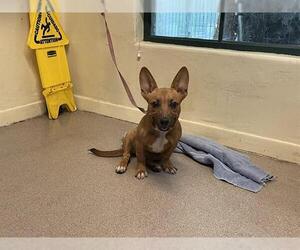 Cardigan Welsh Corgi-Unknown Mix Dogs for adoption in Pasadena, CA, USA