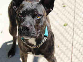 French Bulldog-Staffordshire Bull Terrier Mix Dogs for adoption in Bowling Green, OH, USA