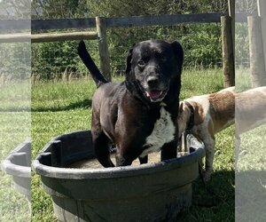 Small Labrador Retriever Mix