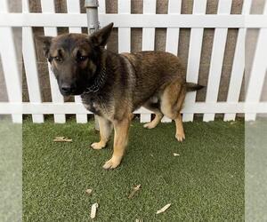 German Shepherd Dog-Unknown Mix Dogs for adoption in Modesto, CA, USA