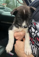 Border Collie Dogs for adoption in Scottsboro, AL, USA