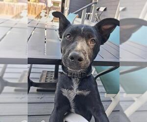 American Staffordshire Terrier-Unknown Mix Dogs for adoption in San Antonio, TX, USA