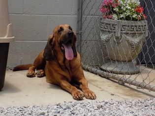 Bloodhound Dogs for adoption in York, SC, USA