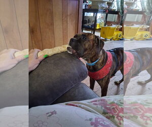 Medium Photo #3 Boxer Puppy For Sale in  Katy, TX, USA