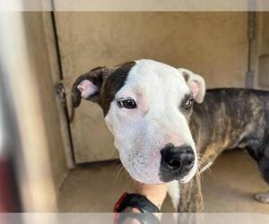American Pit Bull Terrier-Unknown Mix Dogs for adoption in Oklahoma City, OK, USA