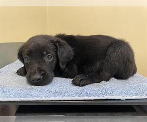 Labrador Retriever Dogs for adoption in Pasadena, CA, USA