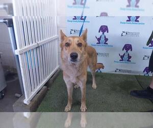 German Shepherd Dog-Siberian Husky Mix Dogs for adoption in Orlando, FL, USA