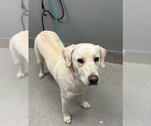 Labrador Retriever-Unknown Mix Dogs for adoption in Las Vegas, NV, USA