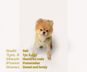 Pomeranian Dogs for adoption in Agoura Hills, CA, USA