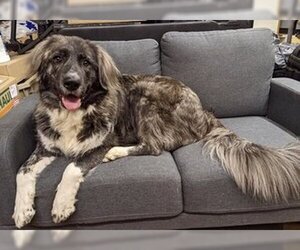 Great Pyrenees-Unknown Mix Dogs for adoption in Fremont, CA, USA