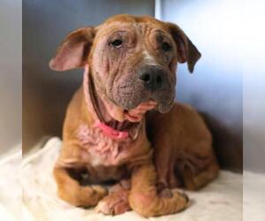 Bulldog-Unknown Mix Dogs for adoption in San Antonio, TX, USA