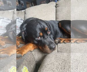 Rottweiler Dogs for adoption in Oceanside, NY, USA