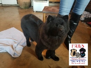 Chow Chow Dogs for adoption in Killeen, TX, USA