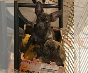 Medium Photo #1 Chi-Corgi Puppy For Sale in Kennesaw, GA, USA