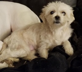 Maltipoo Dogs for adoption in Germantown, OH, USA