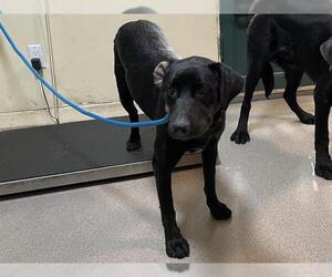 Labrador Retriever Dogs for adoption in Pasadena, CA, USA