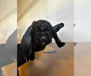 Labrottie Dogs for adoption in San Bernardino, CA, USA