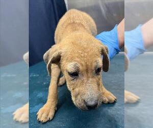 Black Mouth Cur-Unknown Mix Dogs for adoption in Mobile, AL, USA