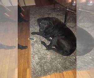 Labrador Retriever Dogs for adoption in Cincinnati, OH, USA