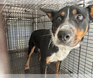 Border Collie-Unknown Mix Dogs for adoption in Bakersfield, CA, USA