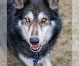 Alaskan Malamute Dogs for adoption in Omaha, NE, USA