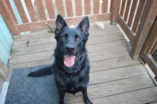 German Shepherd Dog Dogs for adoption in Richmond, MO, USA